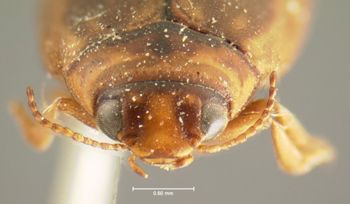 Media type: image;   Entomology 5994 Aspect: head frontal view